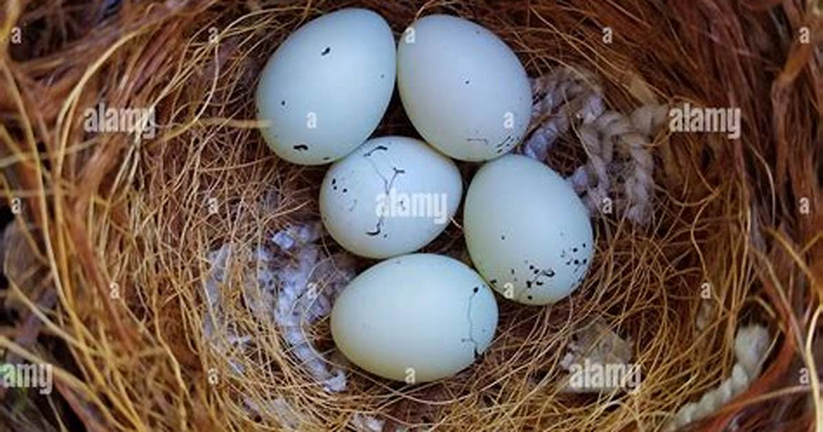 Finch Eggs