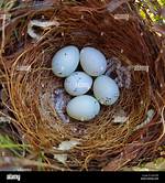 Finch Eggs