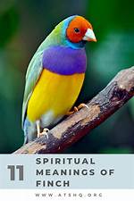 Finch Meaning