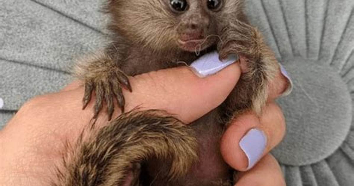 Finger Monkey Cost