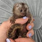 Finger Monkey Cost