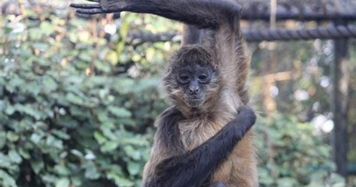 Finger Spider Monkey