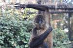 Finger Spider Monkey