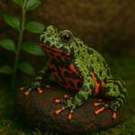 Fire Bellied Frog
