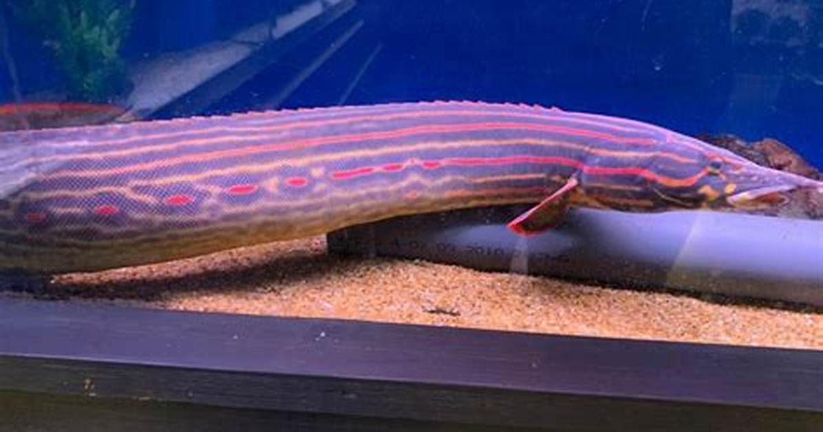 Fire Eel
