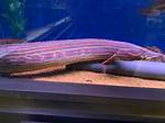 Fire Eel