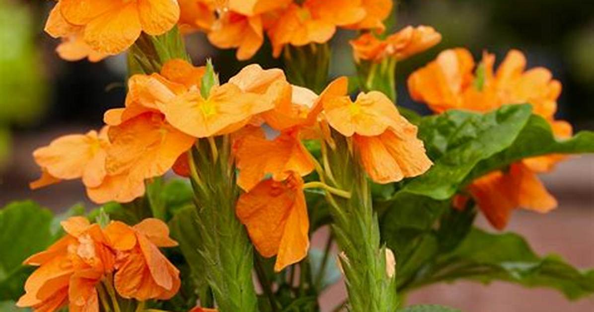Firecracker Flower