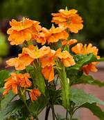 Firecracker Flower