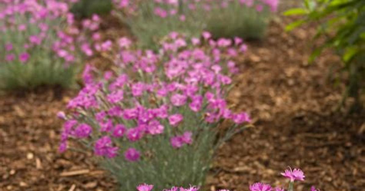 Firewitch Dianthus