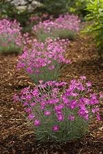Firewitch Dianthus