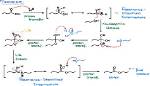 Fischer Esterification Mechanism