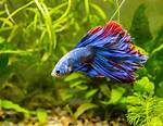 Fish Turning