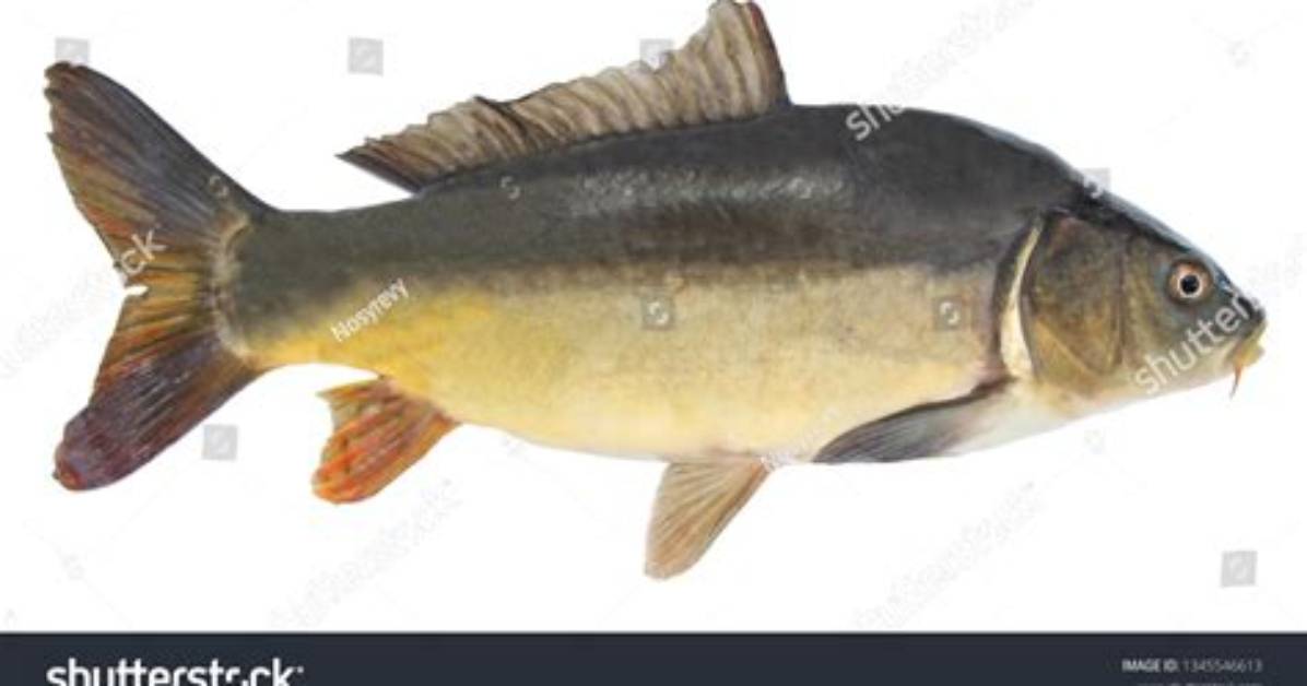 Fish Without Scales