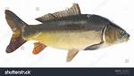 Fish Without Scales
