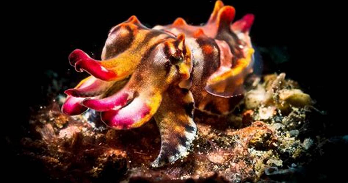 Flamboyant Cuttlefish