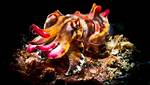 Flamboyant Cuttlefish
