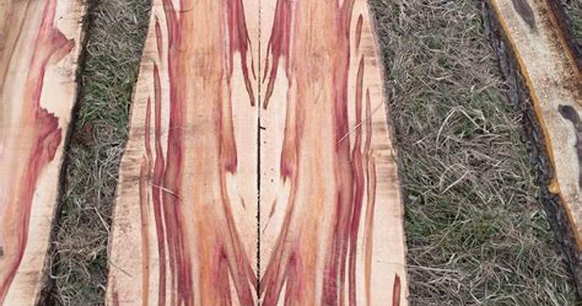 Flaming Box Elder