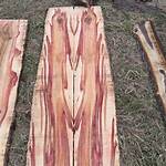 Flaming Box Elder