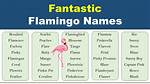 Flamingo Name