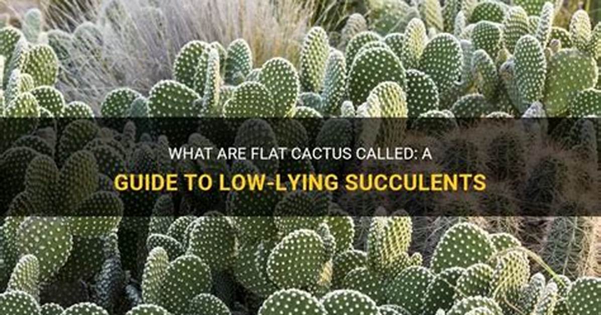 Flat Cactus