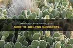 Flat Cactus