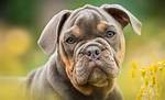 Flat-Faced Dogs