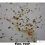 Flea Poop