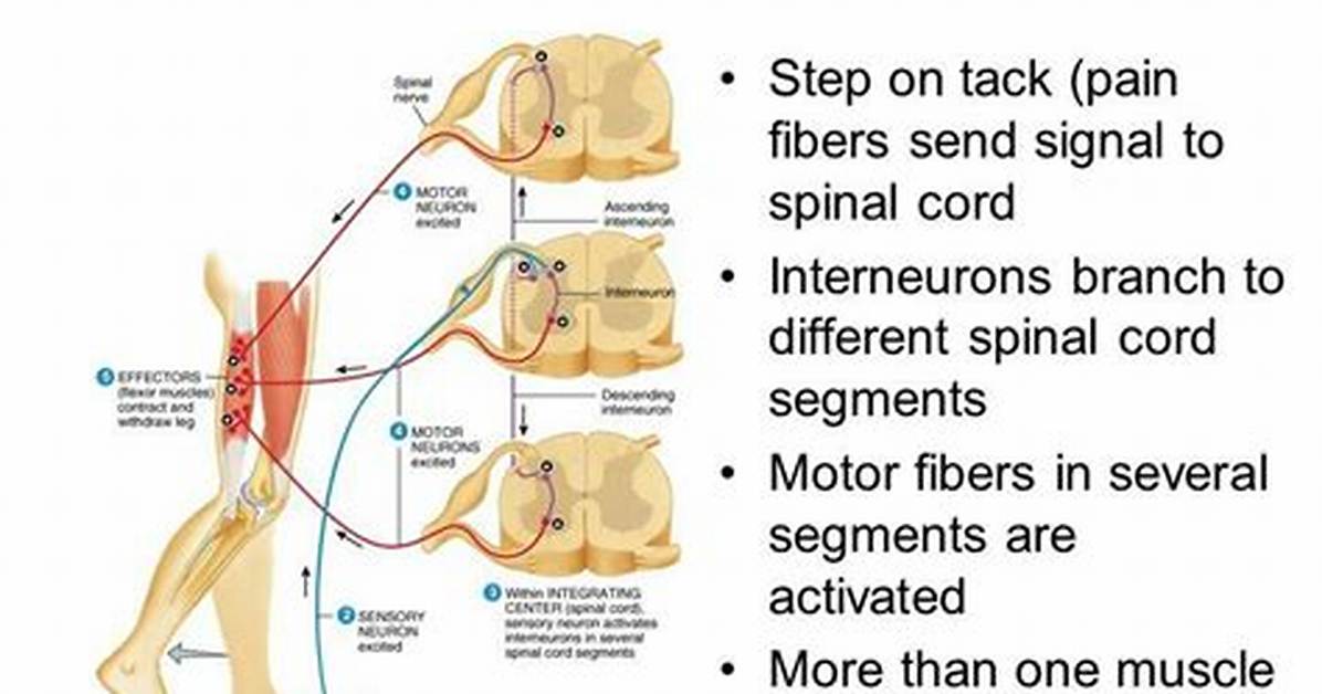 Flexor Reflex