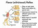 Flexor Reflex