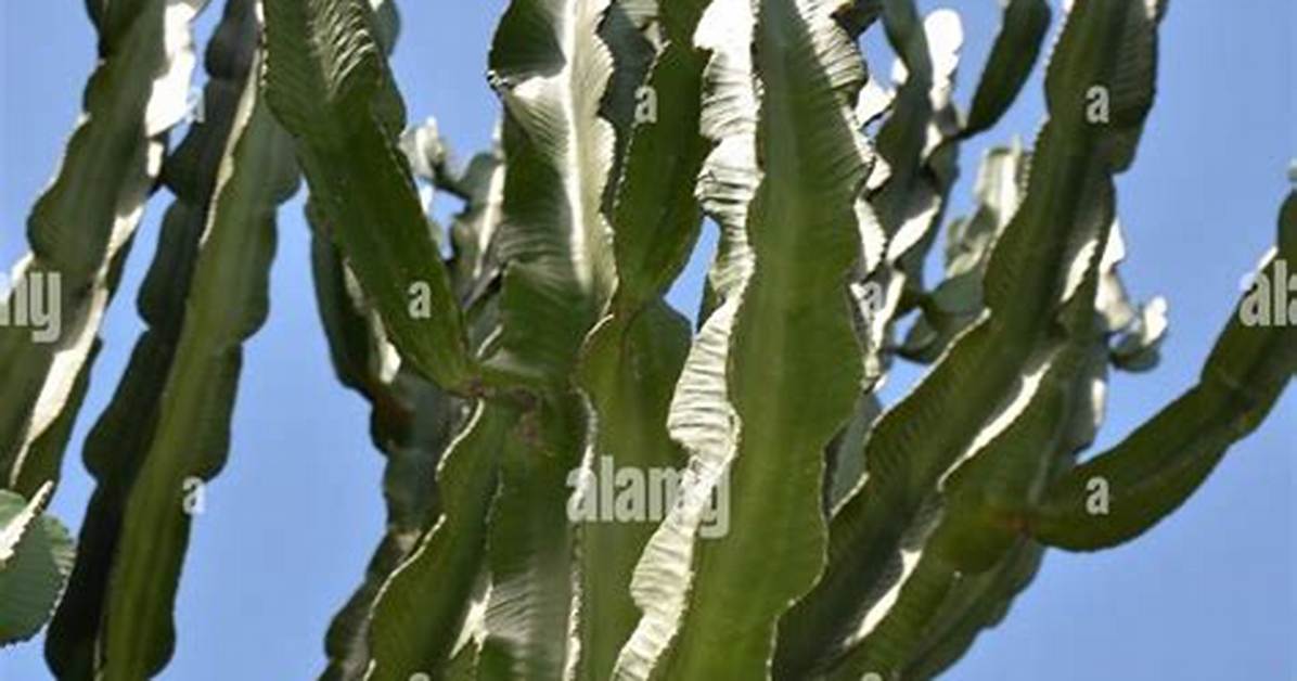Florida Cactus