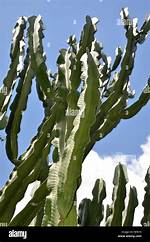 Florida Cactus