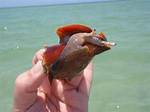 Florida Fighting Conch