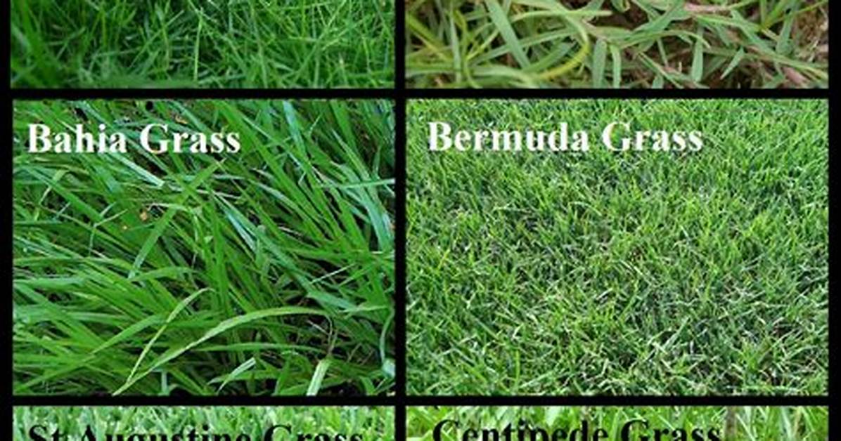 Florida Grass