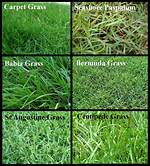 Florida Grass