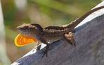 Florida Lizards Small