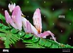 Flower Praying Mantis