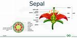 Flower Sepal