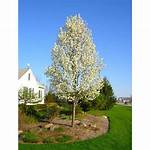 Flowering Pear