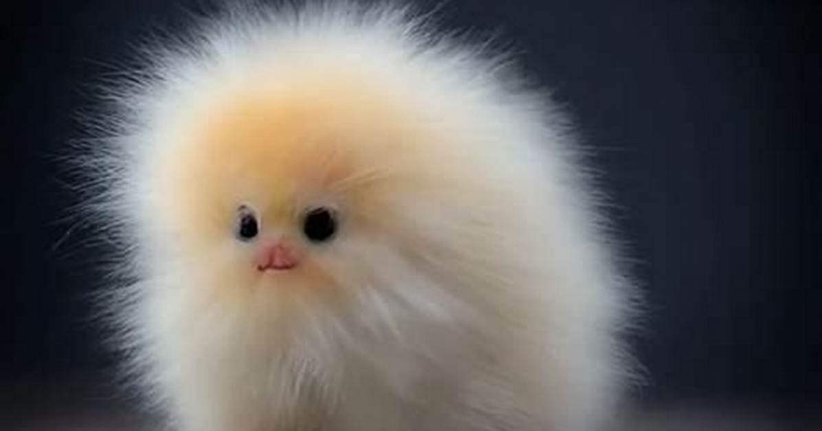Fluffy Things
