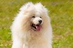 Fluffy