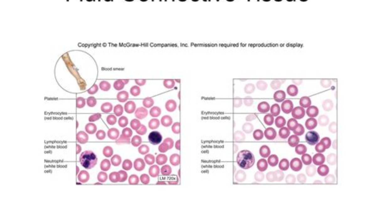 Fluid Connective Tissue