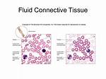 Fluid Connective Tissue