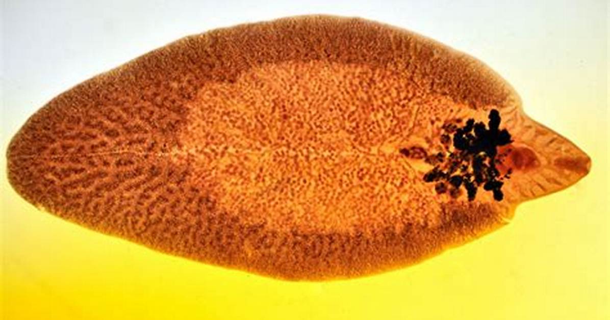 Fluke Worms