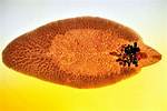 Fluke Worms