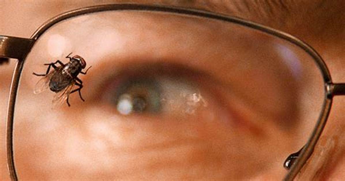 Fly Breaking Bad