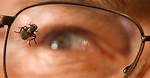Fly Breaking Bad