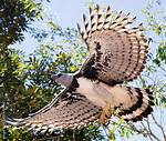 Flying Harpy Eagle