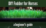 Fodder for a Horse