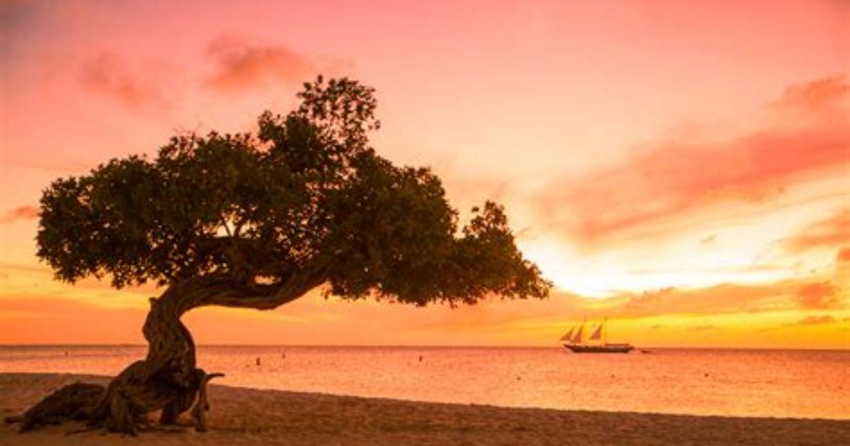 Fofoti Tree