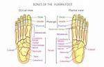 Foot Digit